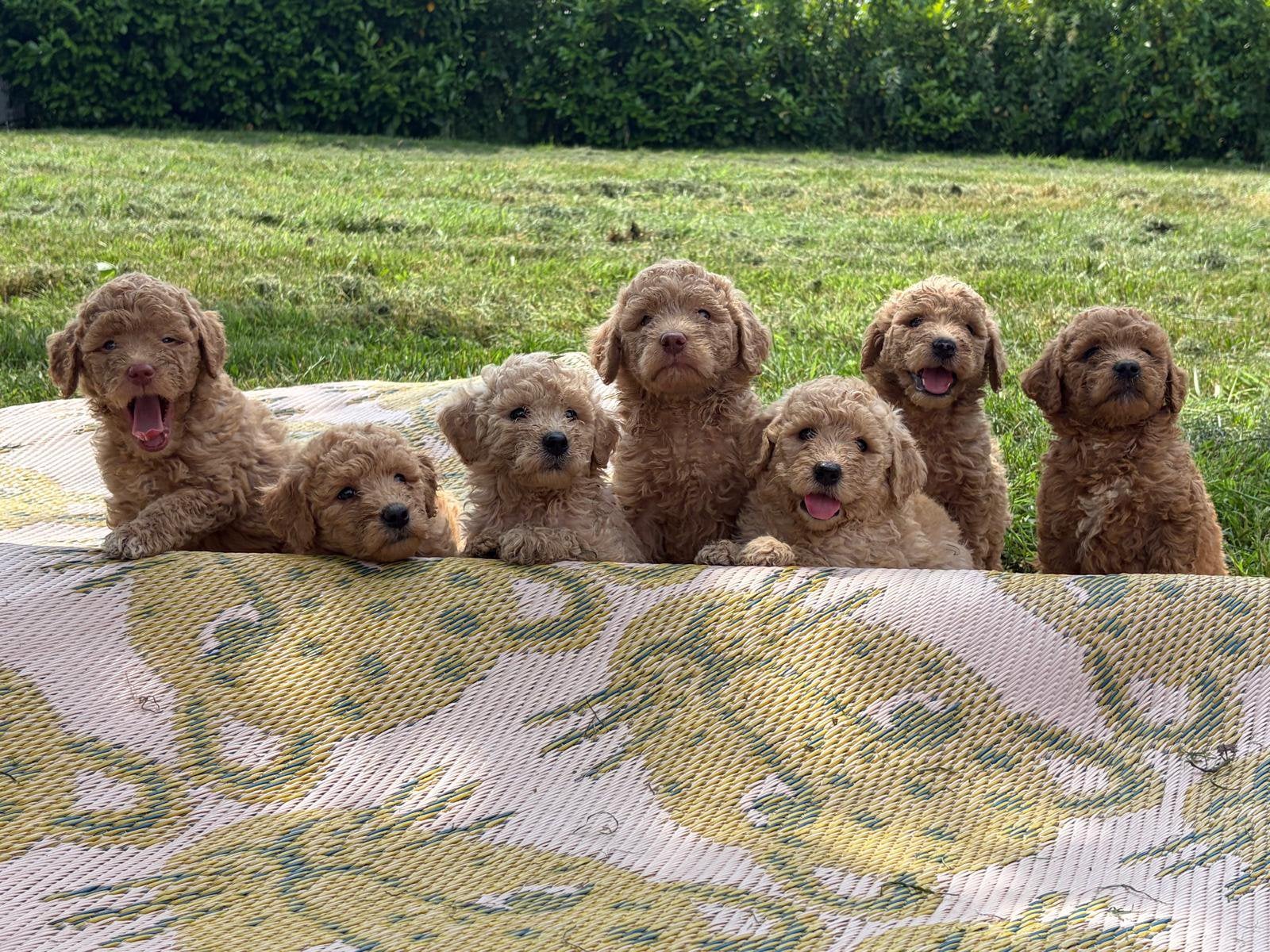 Lieve, mooie labradoodle pups te koop, Dieren en Toebehoren, Parvo, Overige rassen, 8 tot 15 weken, Meerdere