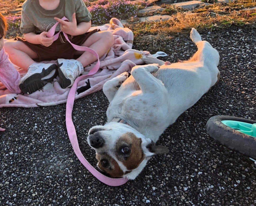 Lieve jack russel, 6 jaar of ouder, Jack Russell Terriër, Teef, Eén hond