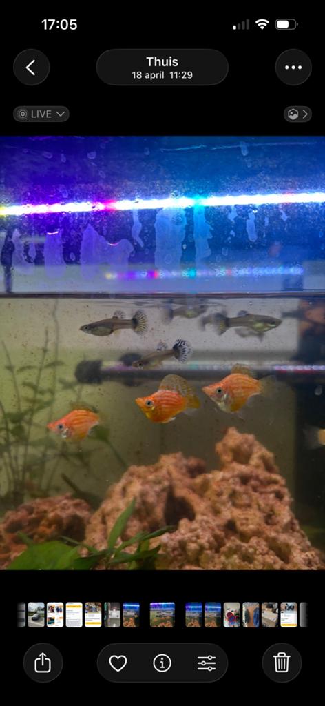 Prachtige Rasechte Oranje striped Ballon Molly’s te Koop!, Dieren en Toebehoren, Vis