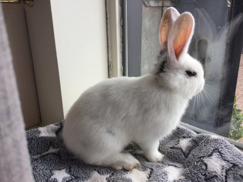 Super schattige konijntje, Dieren en Toebehoren, Konijnen, Vrouwelijk, Middelgroot, 0 tot 2 jaar