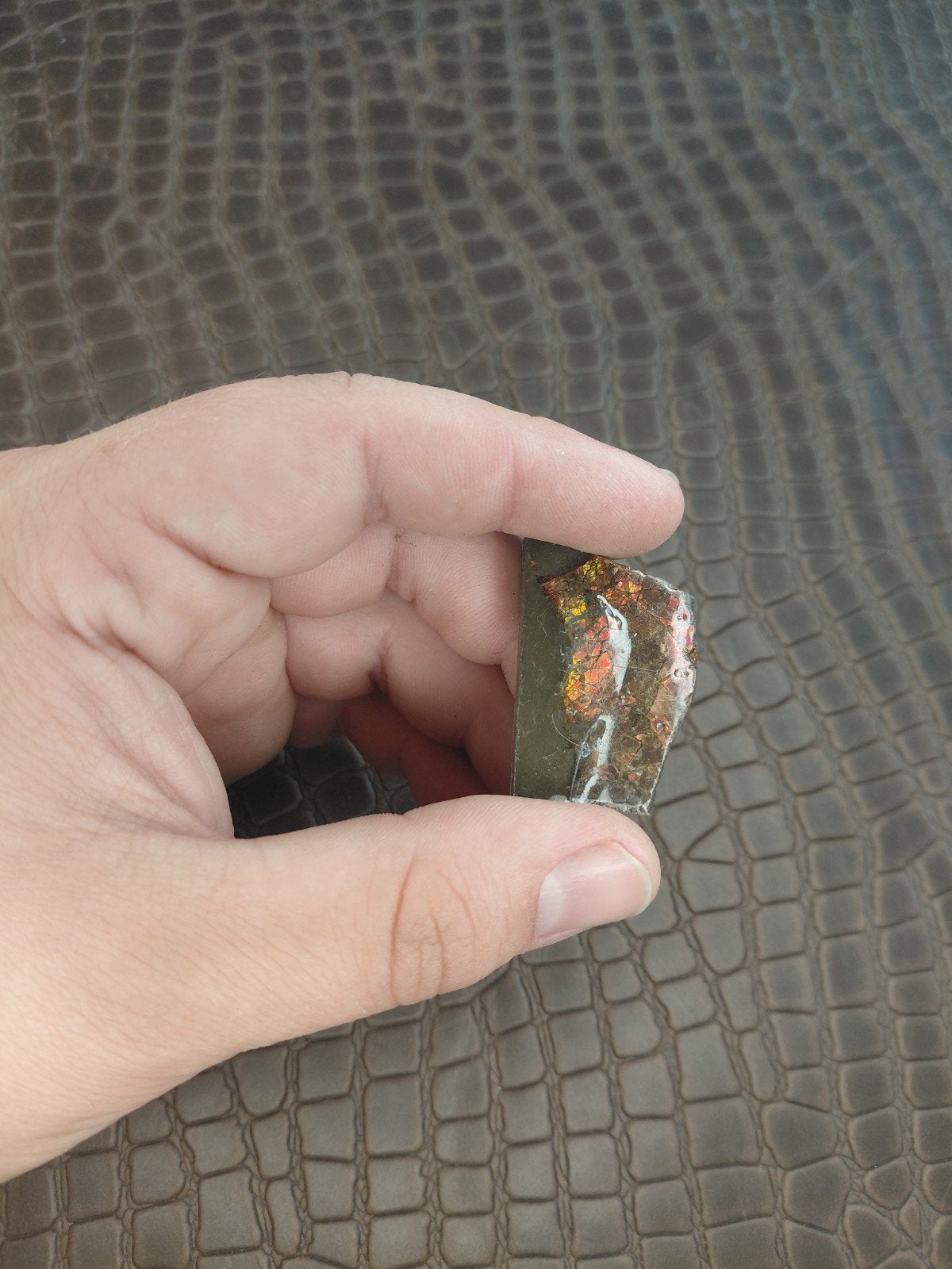 Klein stukje ammoliet uit Canada, Verzenden, Nieuw, Dame, Zilver