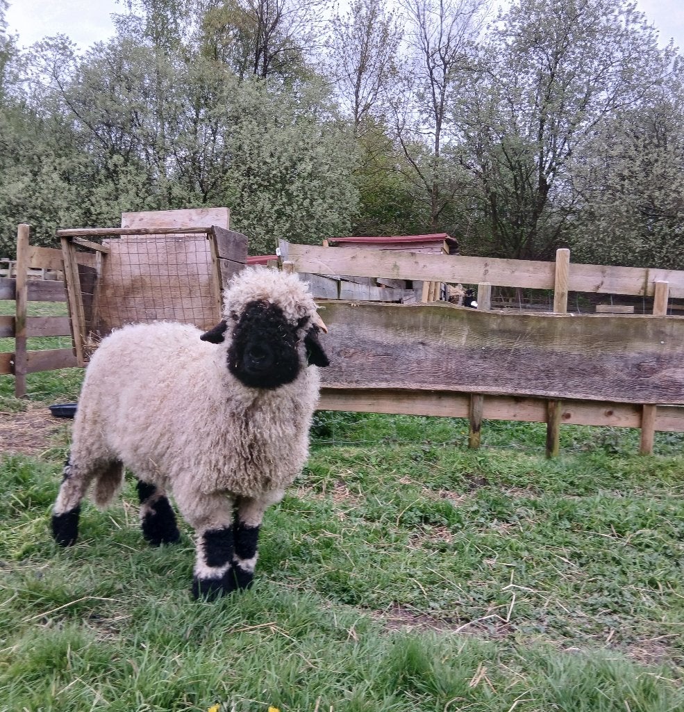 Lieve walliser schwarznase ramlam, Dieren en Toebehoren, Schapen, Geiten en Varkens, Vrouwelijk, Schaap