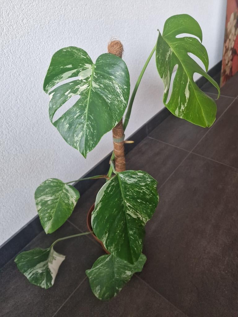 Monstera deliciosa ‘Albo Variegata’ – prachtige bonte Monste, Ophalen of Verzenden, Halfschaduw, Minder dan 100 cm