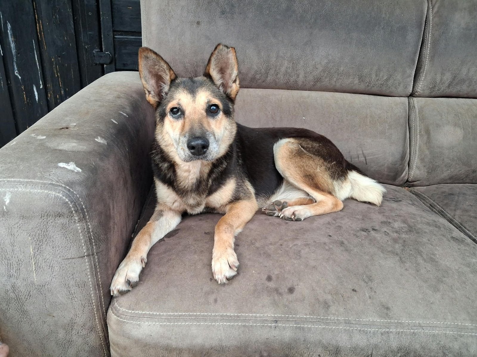Lieve hond zoekt goudenmand, 6 jaar of ouder, Particulier, Buitenland, Teef