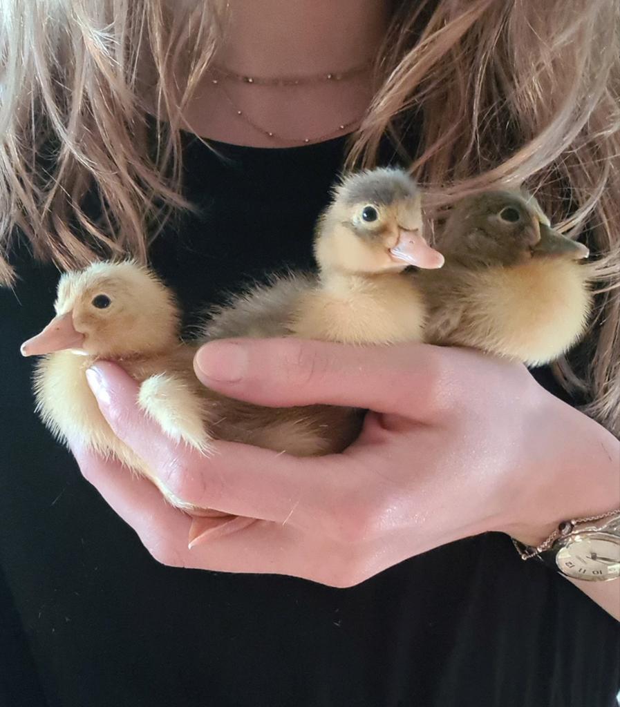 Indische loopeend kuikens, Dieren en Toebehoren, Pluimvee, Meerdere dieren, Eend