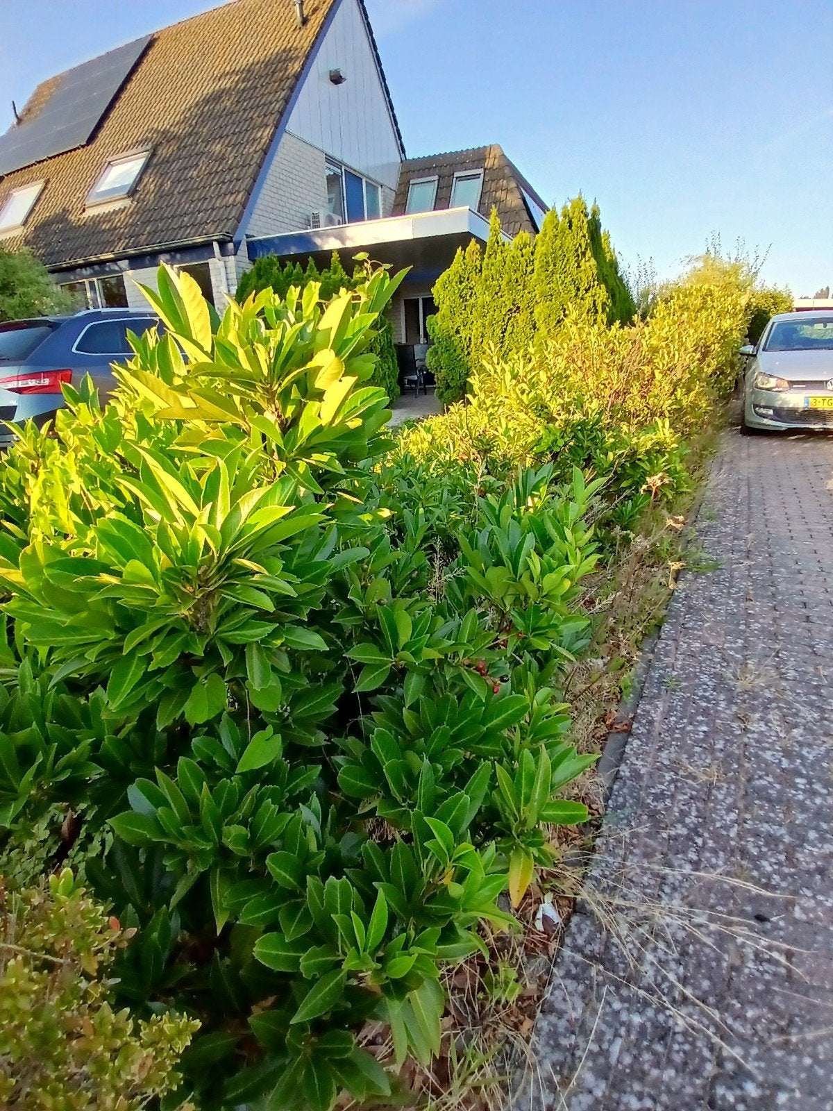 Gratis laurierkers struiken, Ophalen, Laurier, Struik