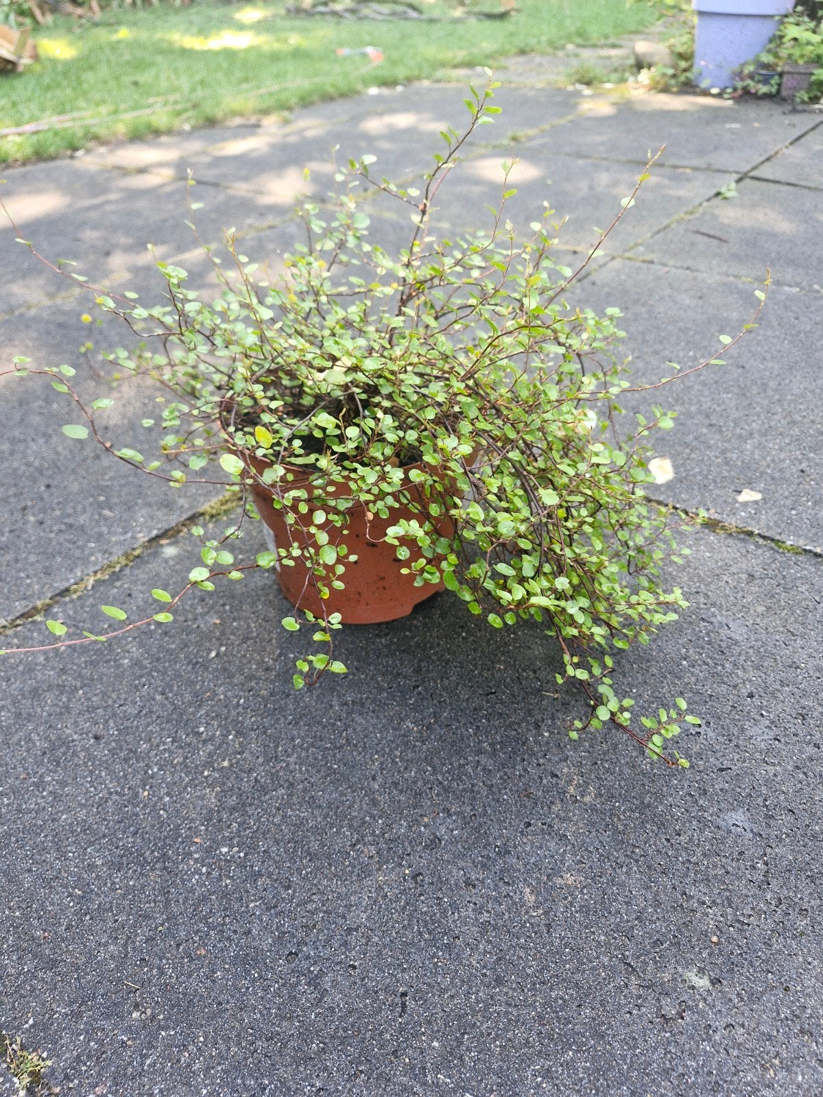 hangplant of klimop planten, Ophalen of Verzenden, Overige soorten, 100 tot 250 cm