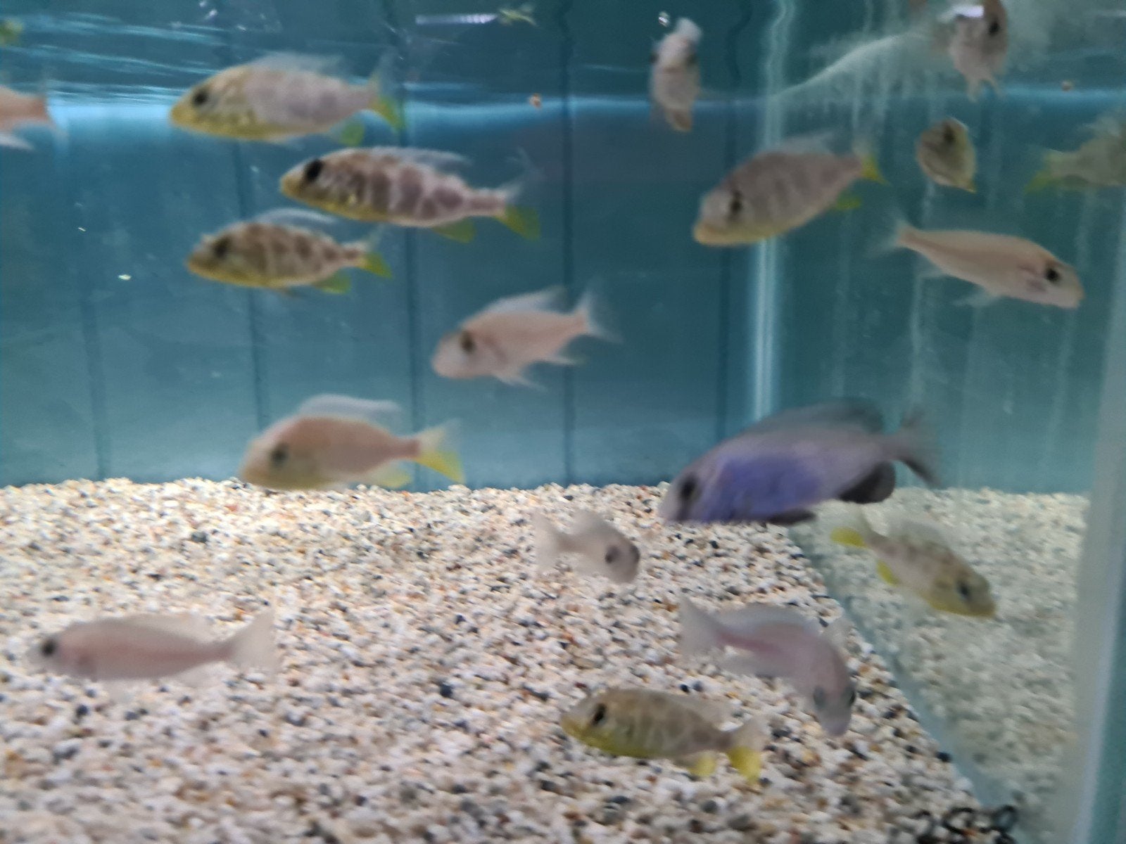 Nimbochromis Venustus Malawi Cichliden, Vis, Zoetwatervis