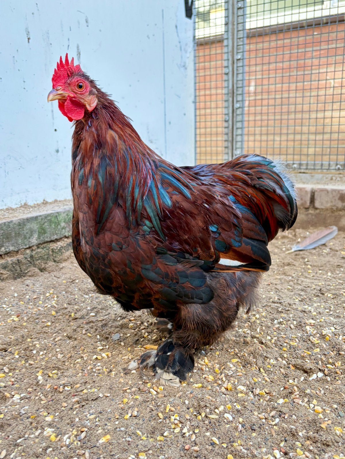 Luke, tamme cochin kriel haan, Dieren en Toebehoren, Mannelijk, Kip