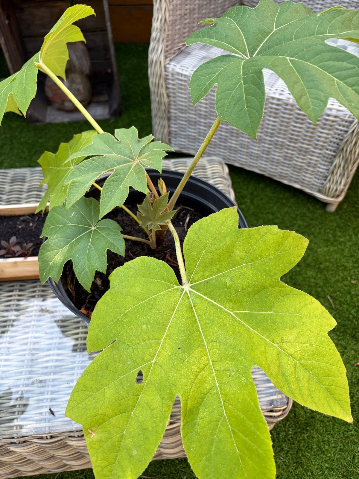 Tetrapanax (rijstpapier plant), Vaste plant, Bloeit niet, Halfschaduw, Ophalen