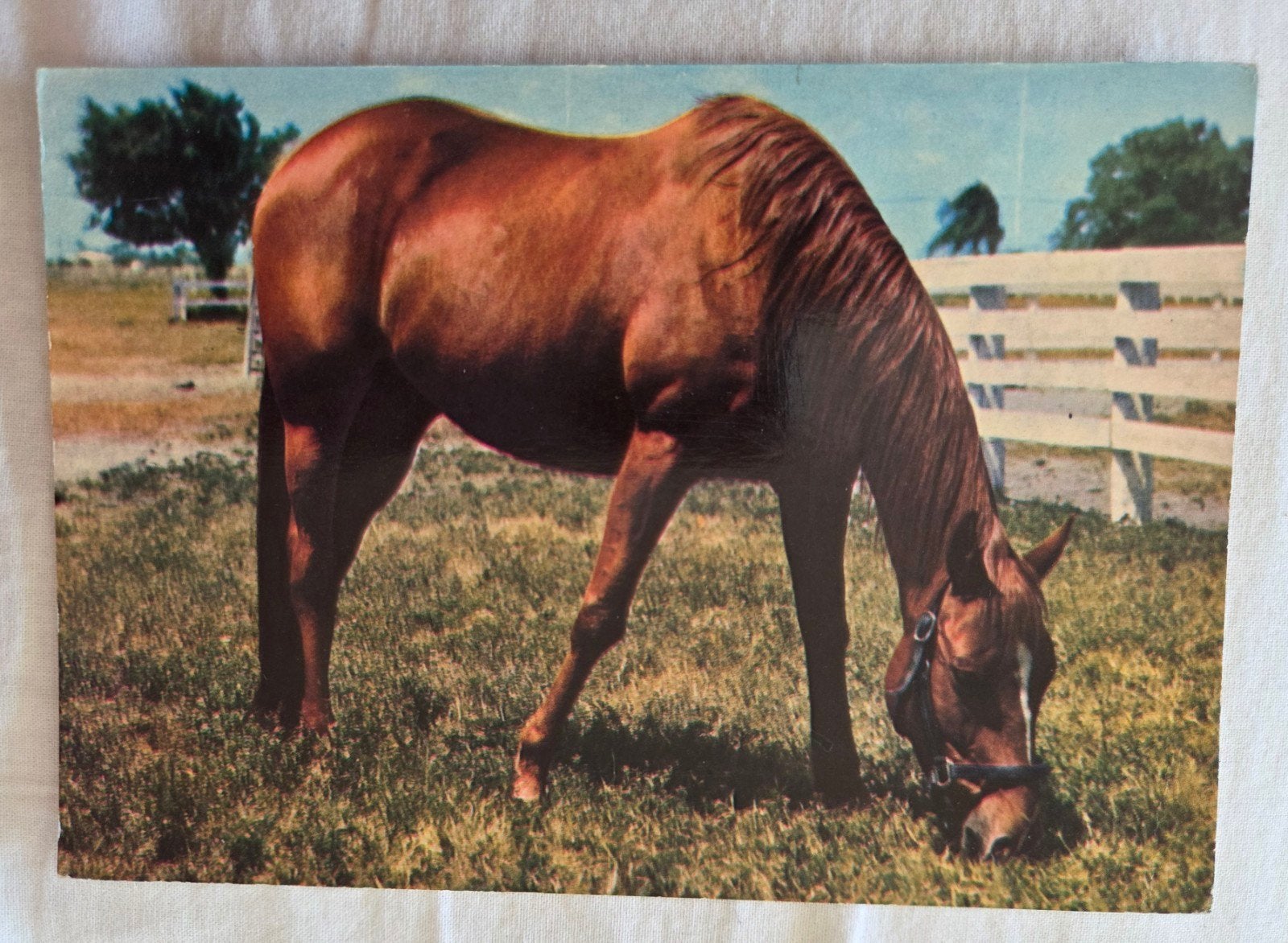 Bruin Paard Graast in Weide, Verzenden, 1960 tot 1980, Gelopen, Paard