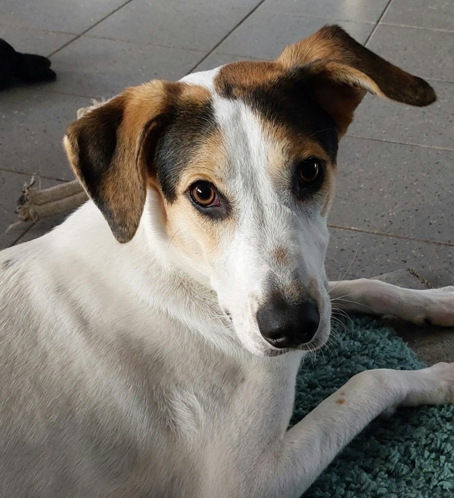 Joey mooie lieve jonge reu, Dieren en Toebehoren, Particulier, Reu, 1 tot 2 jaar, Buitenland