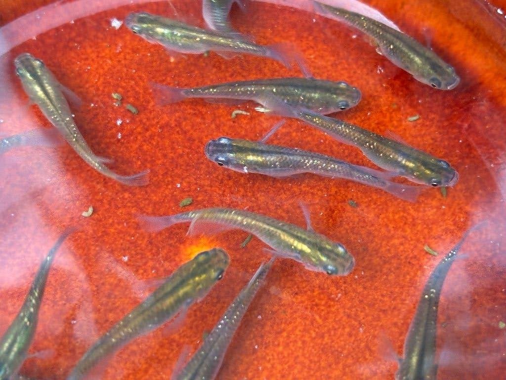 Volwassen Bronze Lame Medaka | Japanse rijstvis (2,5 - 3 cm), Karper of Koi