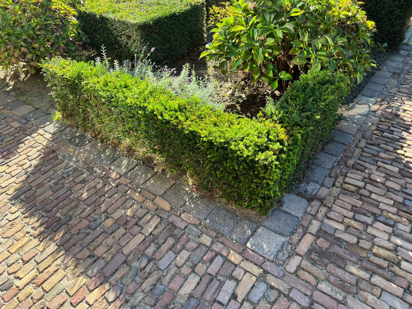 Heg en struiken (gratis), Ophalen, Overige soorten, Haag, 100 tot 250 cm