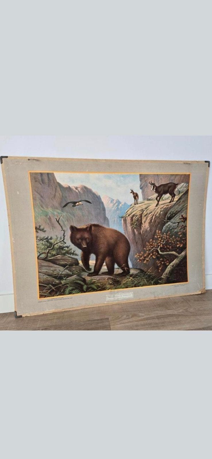Prachtige antieke Grote schoolplaat uit 1924 €25, Ophalen of Verzenden, Natuur en Biologie
