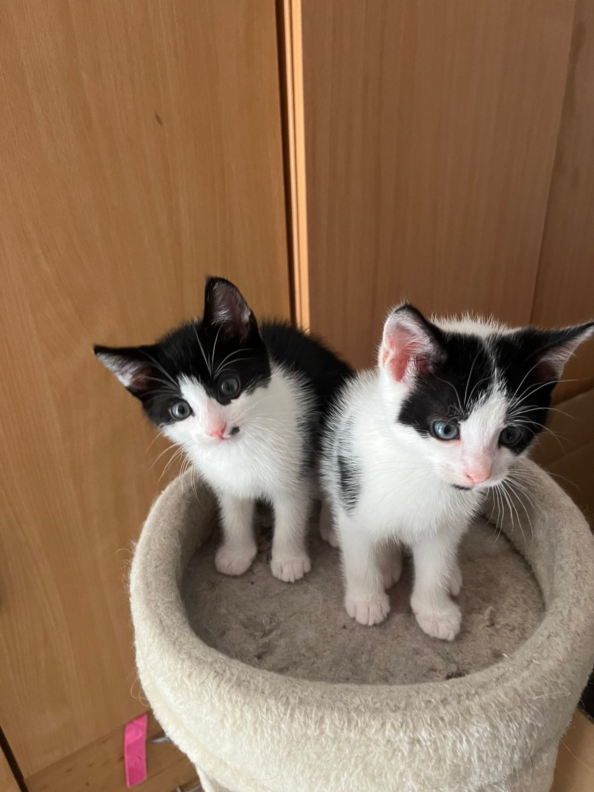 Kittens per direct op te halen., Dieren en Toebehoren, Meerdere dieren