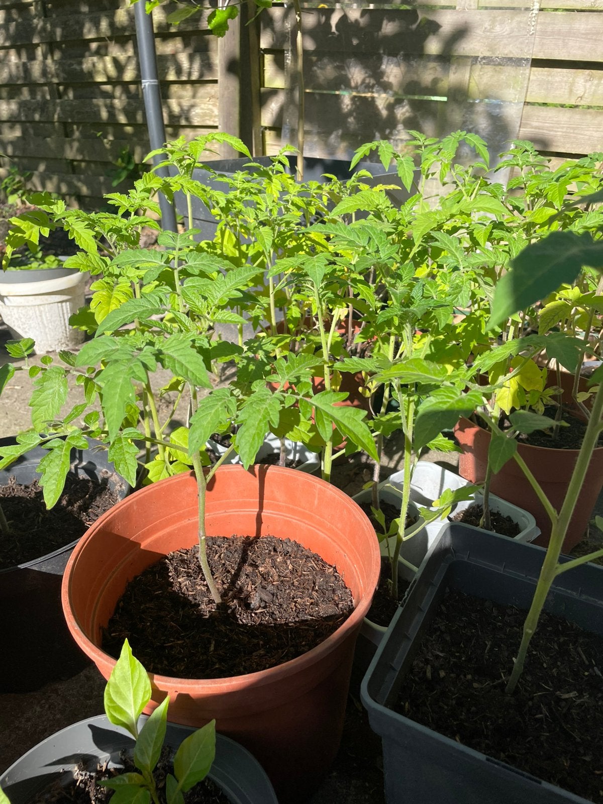 Tomaten, peper en komkommer plantjes, Ophalen of Verzenden, Eenjarig, Groenteplanten, Volle zon