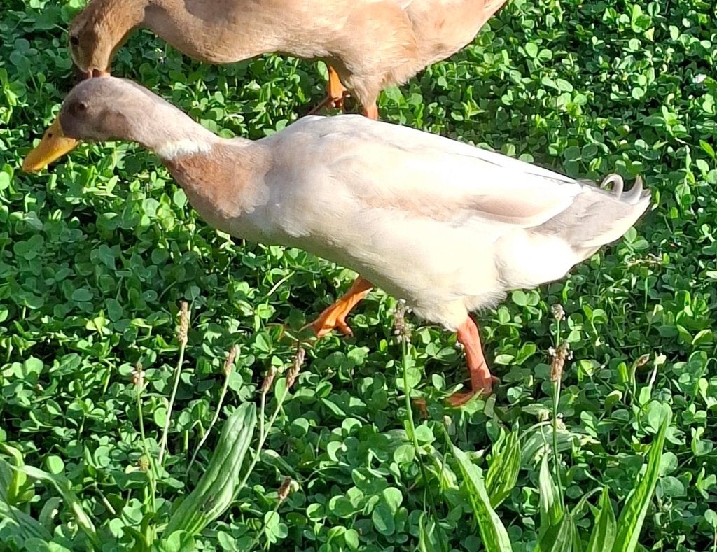 Loopeend woerd, Dieren en Toebehoren, Pluimvee, Mannelijk, Eend