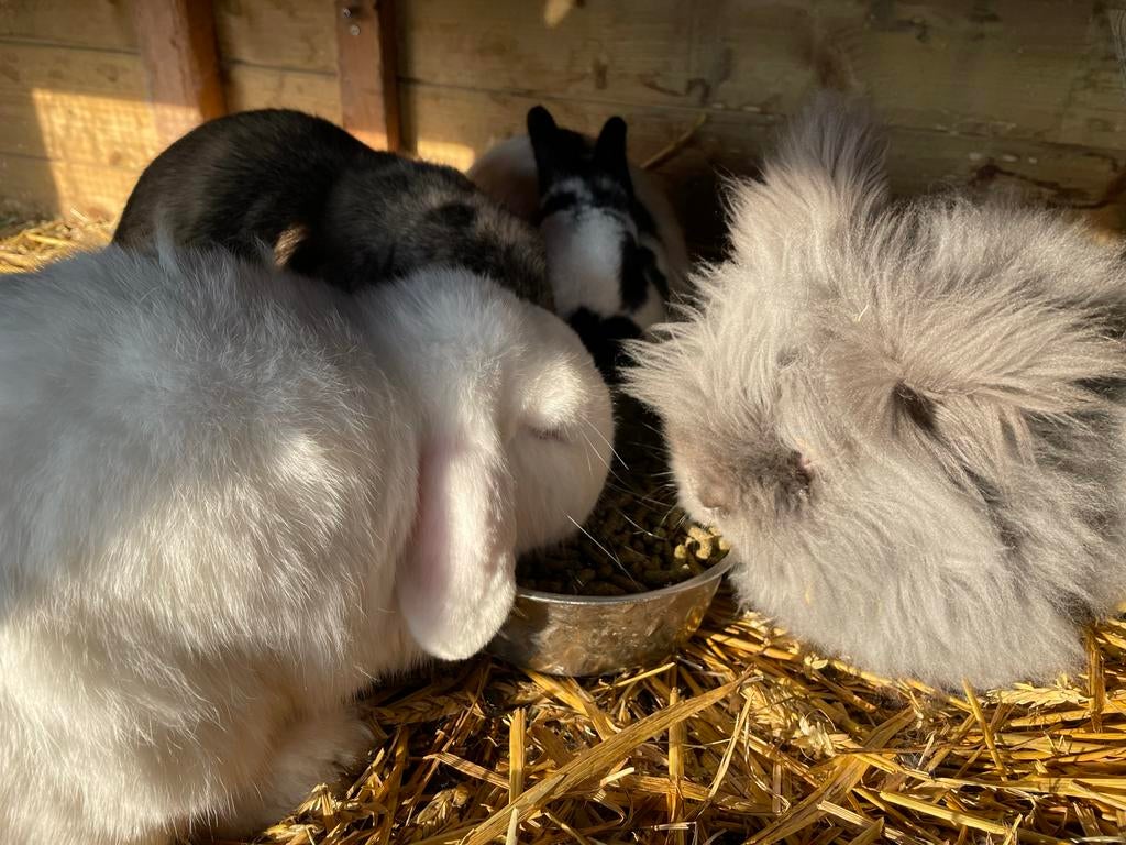 Groepje konijnen zoekt nieuw tuinhuis, Meerdere dieren, Dwerg