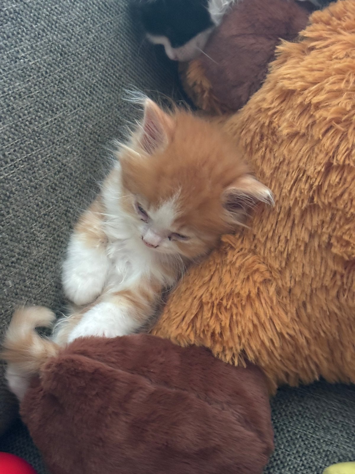 Super lieve kruising brits korthaar kittens, Meerdere dieren, Gechipt, 0 tot 2 jaar