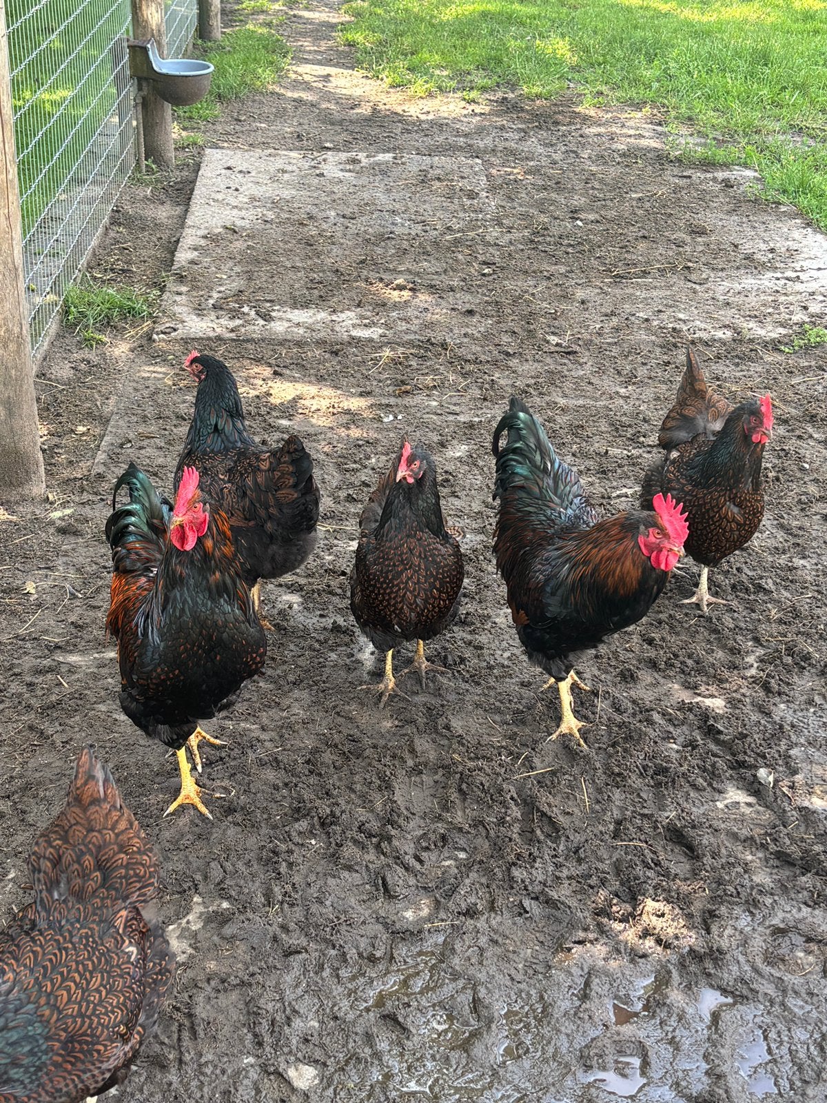 Barnevelder haan, Dieren en Toebehoren, Mannelijk, Kip
