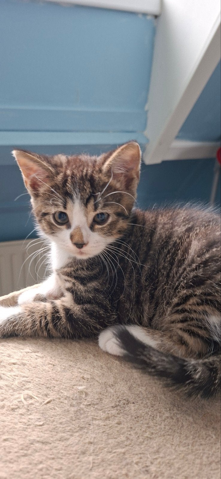 Mooie sociale kittens, Dieren en Toebehoren, Katten en Kittens | Overige Katten, Meerdere dieren, Kortharig, 0 tot 2 jaar