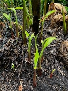 Vollegronds bananen, Volle zon, Vaste plant, Bloeit niet, Ophalen