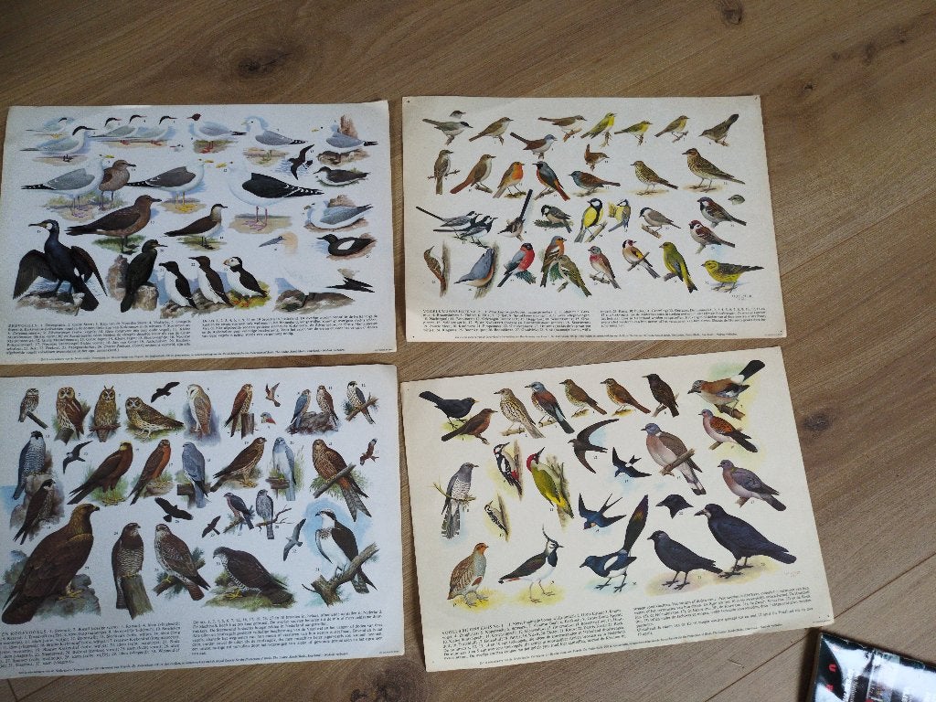 4 vogelplaten H.J. Slijper - Vogelbescherming jaren '60, Antiek en Kunst, Ophalen of Verzenden, Natuur en Biologie