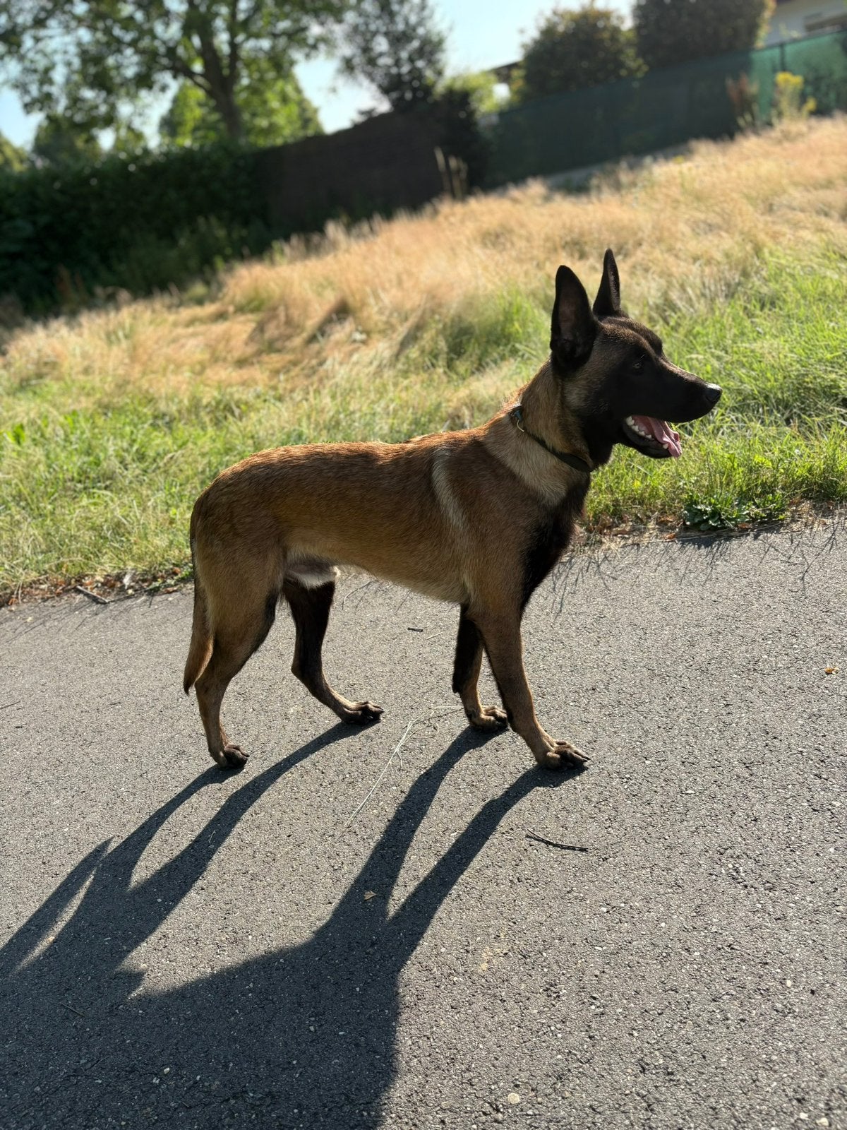 X mechelse herder, Dieren en Toebehoren, Honden | Herdershonden en Veedrijvers, Parvo, Reu, 1 tot 2 jaar, Eén hond