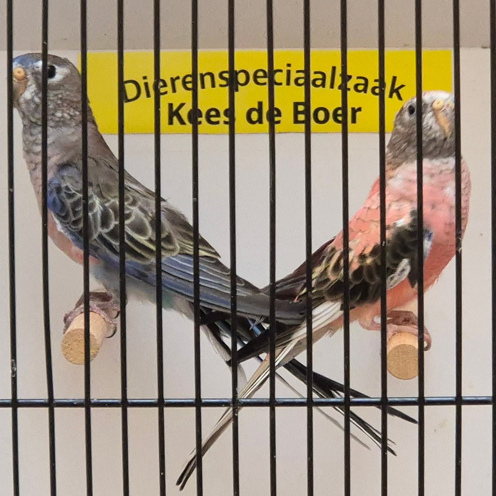 koppel bourke parkieten wildkleur x roze, Meerdere dieren, Parkiet