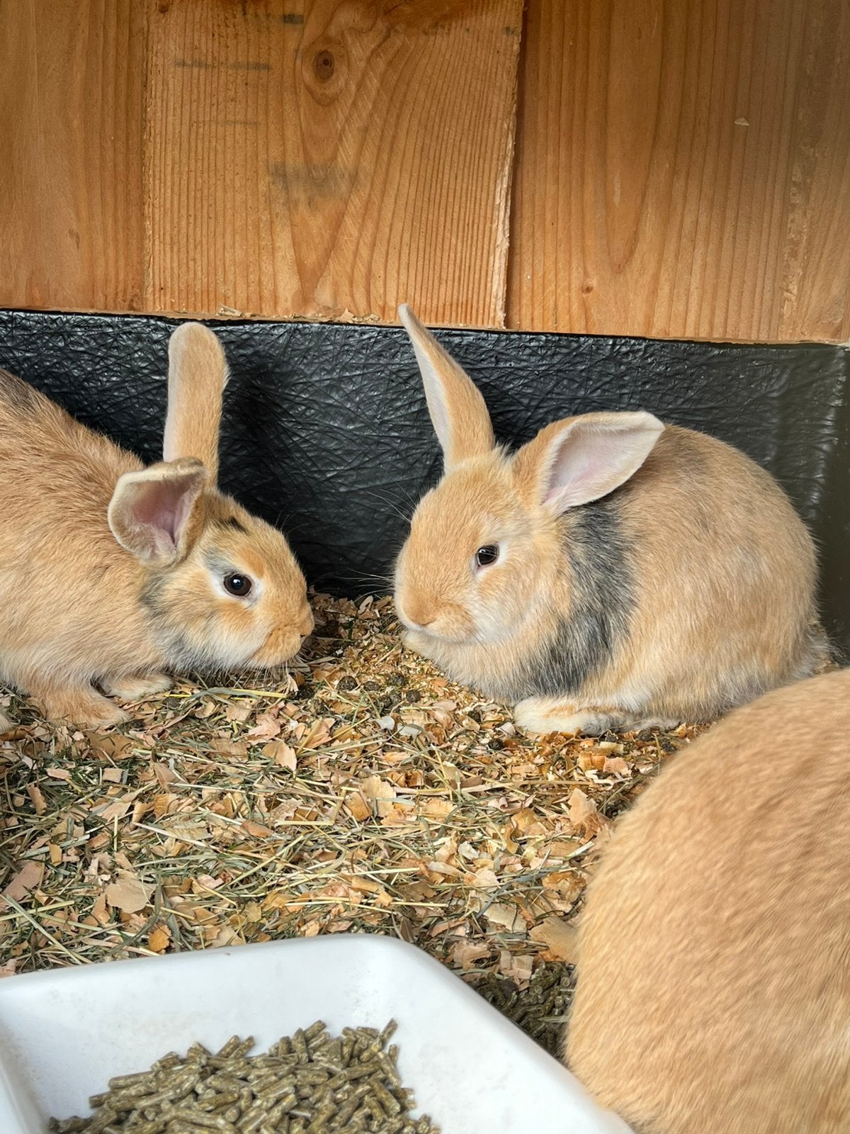 5 mooie konijnen lotharinger en hangoor, Meerdere dieren, Groot, Hangoor