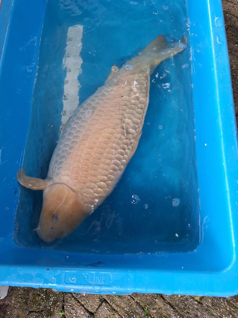 Chagoi 65 cm, Karper of Koi