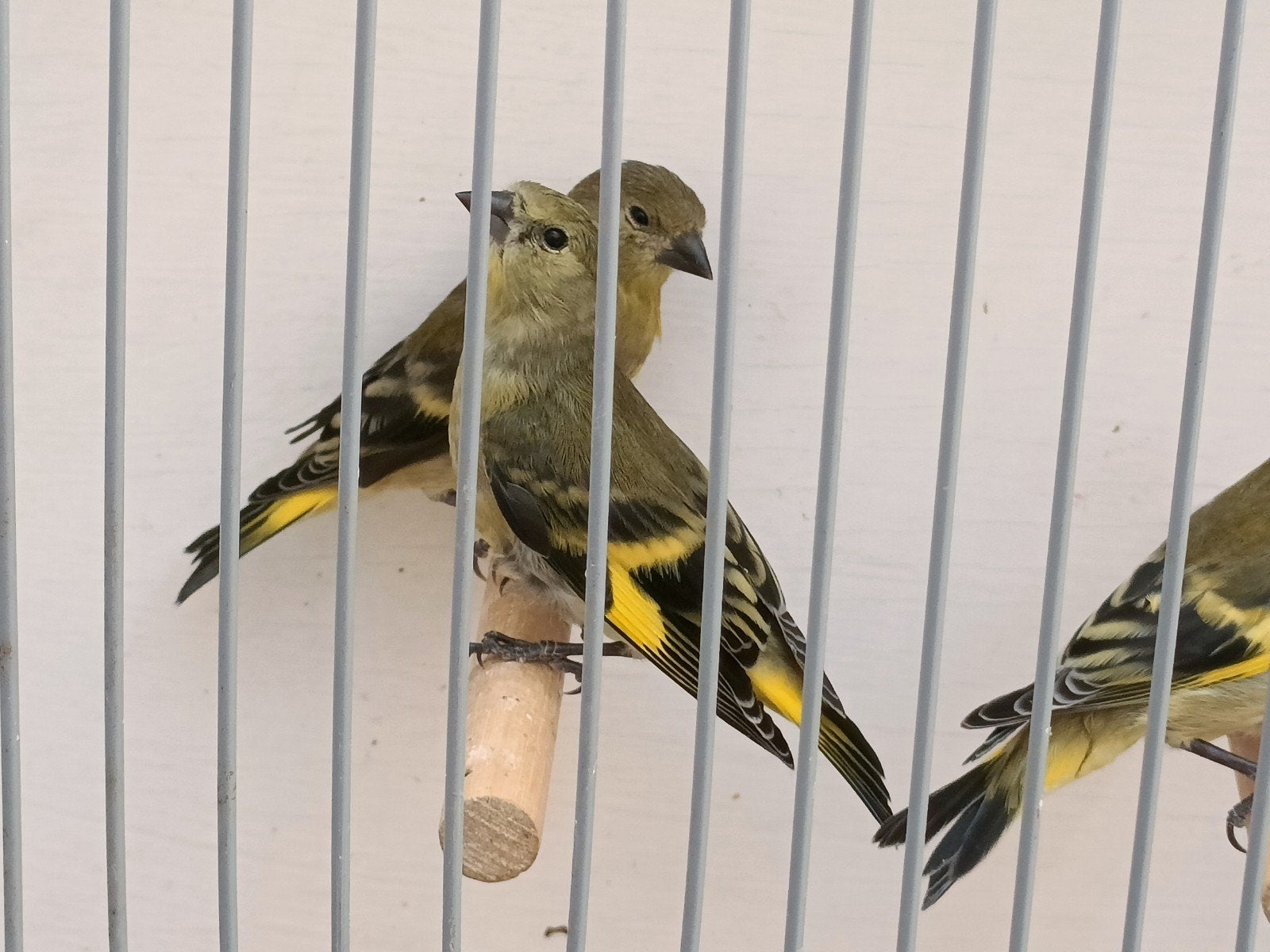 Zwartkopsijsjes, Dieren en Toebehoren, Vogels | Overige Vogels, Vrouwelijk
