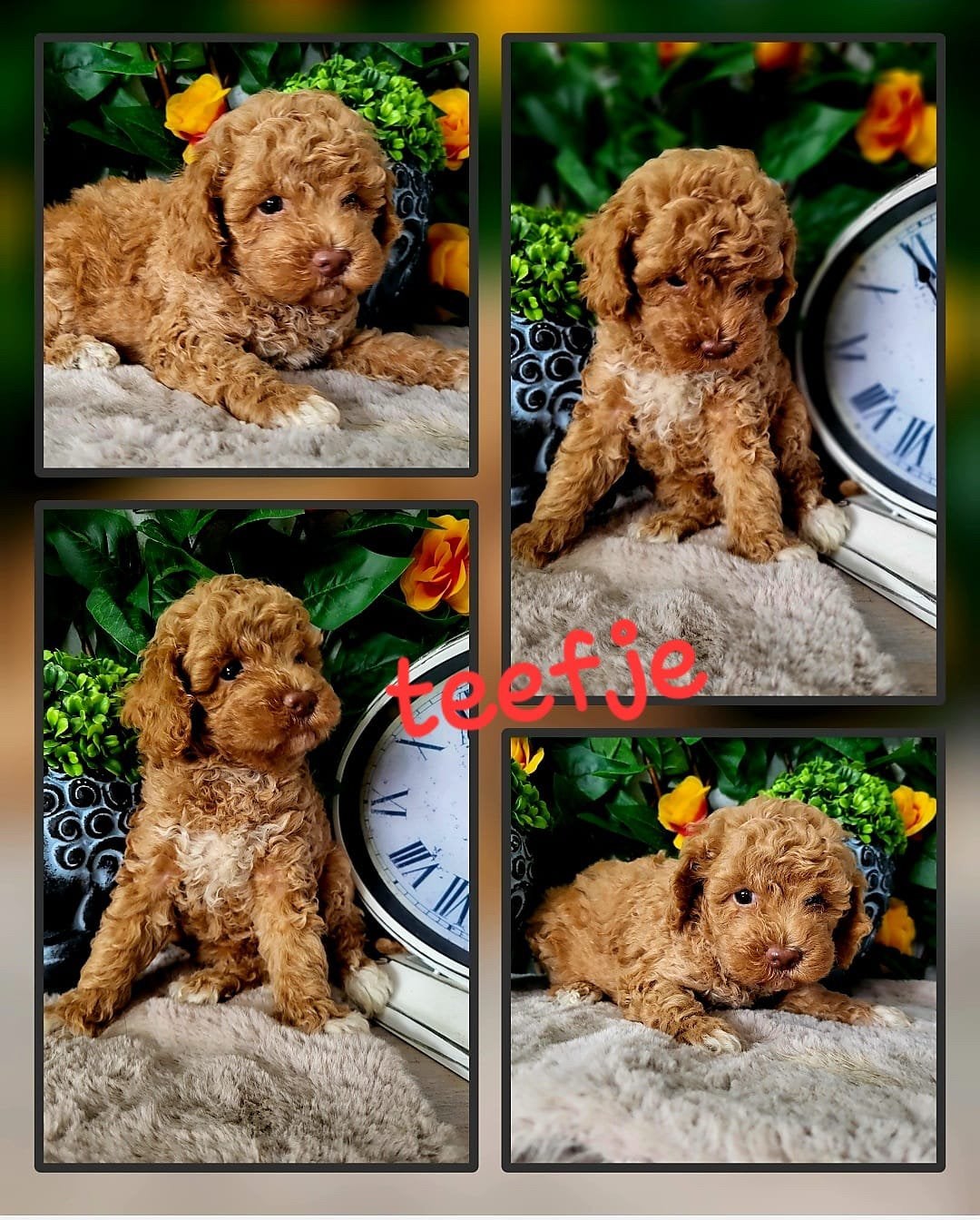 Nog 3 maltipoo pups 3 teefjes, Poedel, Parvo, 8 tot 15 weken, Meerdere