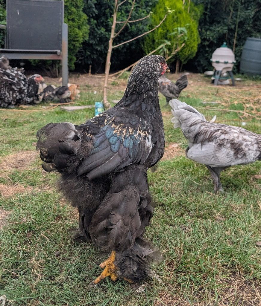 4 grote  jonge brahma hanen, gratis, Mannelijk, Kip