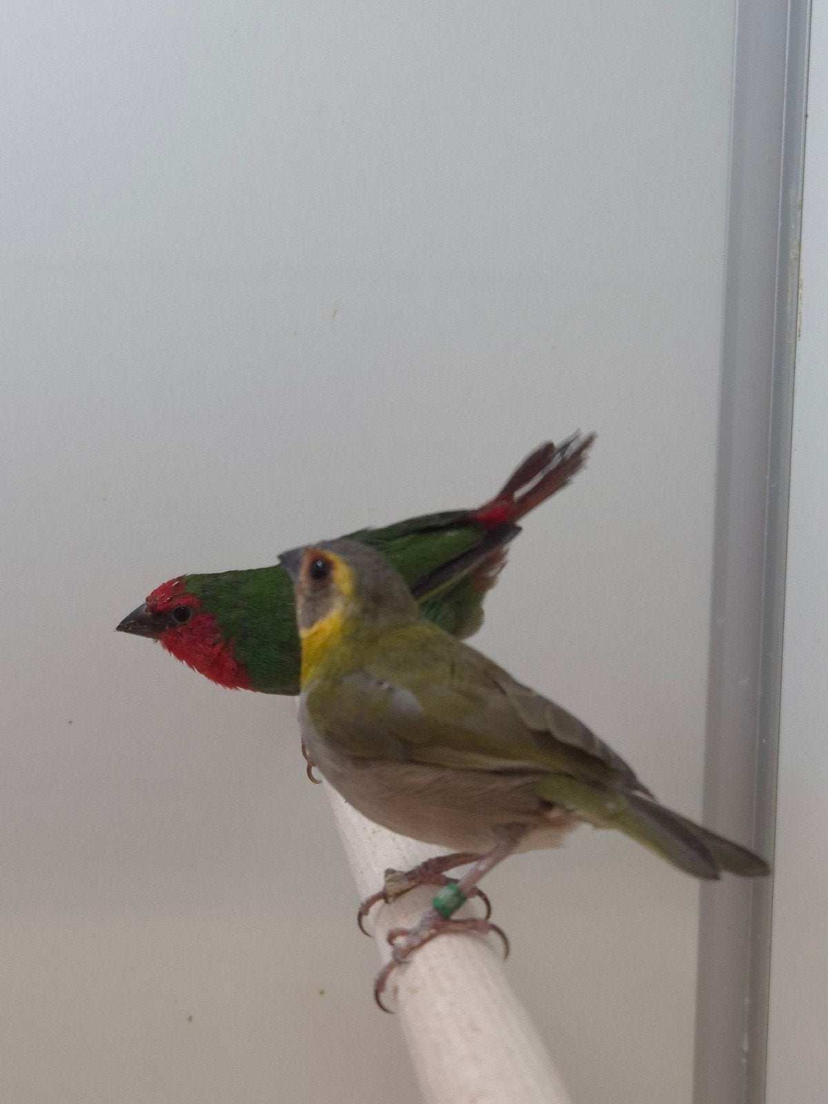 4-4 Kleine cubavinken, Meerdere dieren, Tropenvogel, Geringd