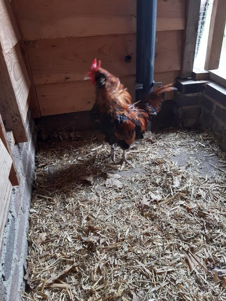 Een trio kippen, Dieren en Toebehoren, Pluimvee, Meerdere dieren, Kip