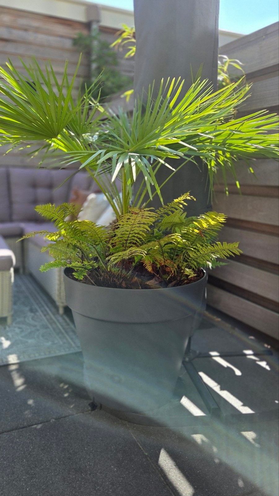 Dwergpalm en varens in grote elho pot, Tuin en Terras, Bloeit niet, Overige soorten, 100 tot 250 cm, Ophalen