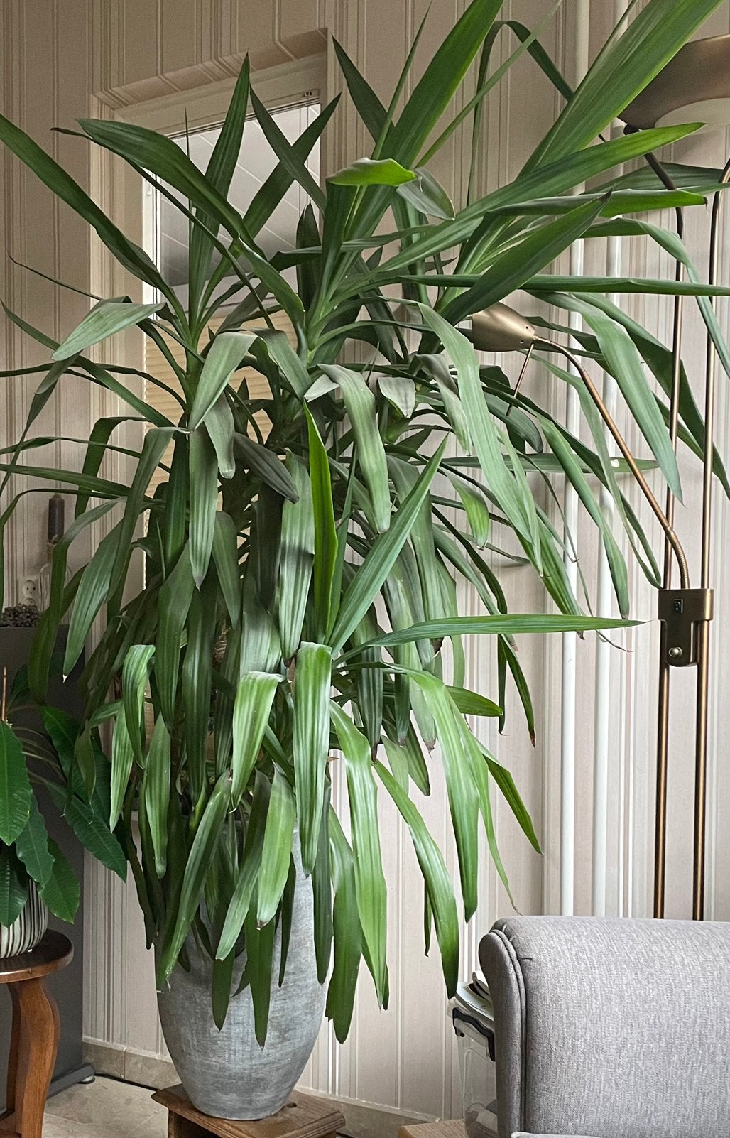 Yucca Elephantipes, Ophalen, 100 tot 150 cm, Halfschaduw, In pot