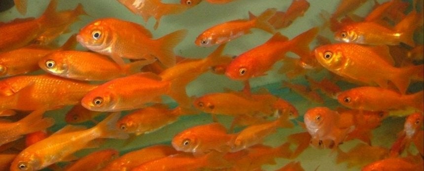 Goudvissen gezocht voor vijver in wijktuin, Goudvis(sen)