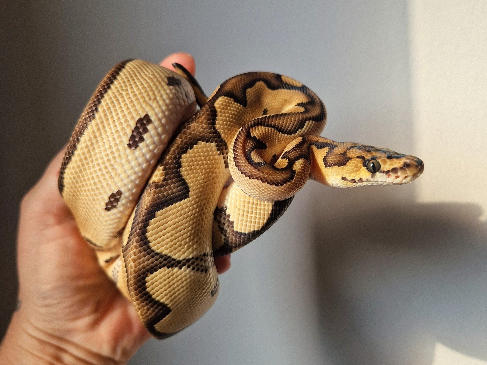Koningspython / Ball Python 1.0 (mannetje), Slang, 0 tot 2 jaar