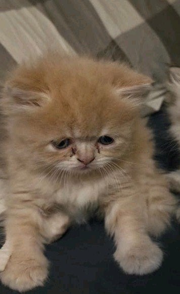 katten en kitten