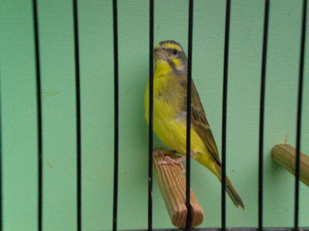pop mozambieqsijs, Dieren en Toebehoren, Vrouwelijk, Tropenvogel