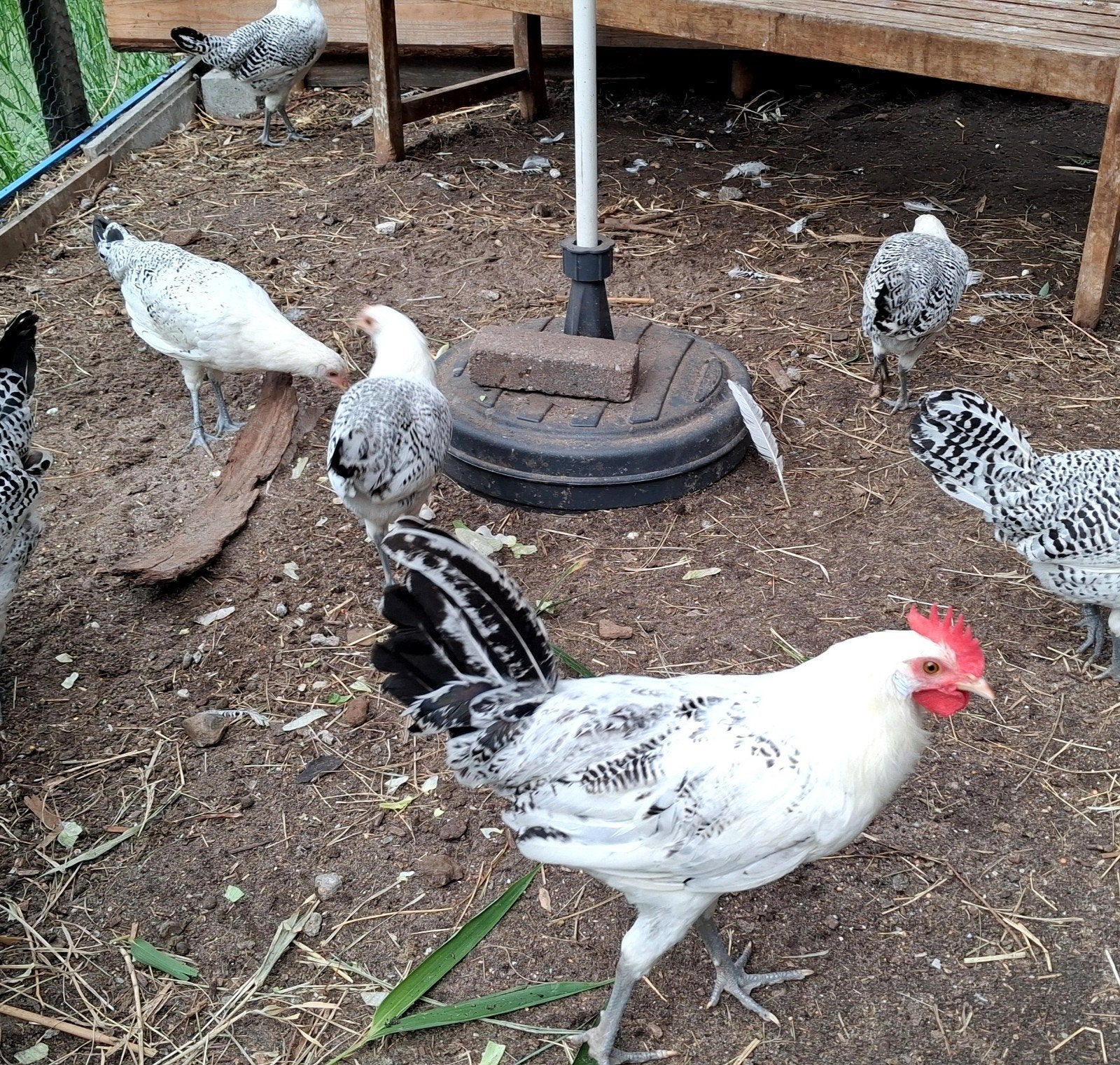 Friese hoen kip trio, Meerdere dieren, Kip