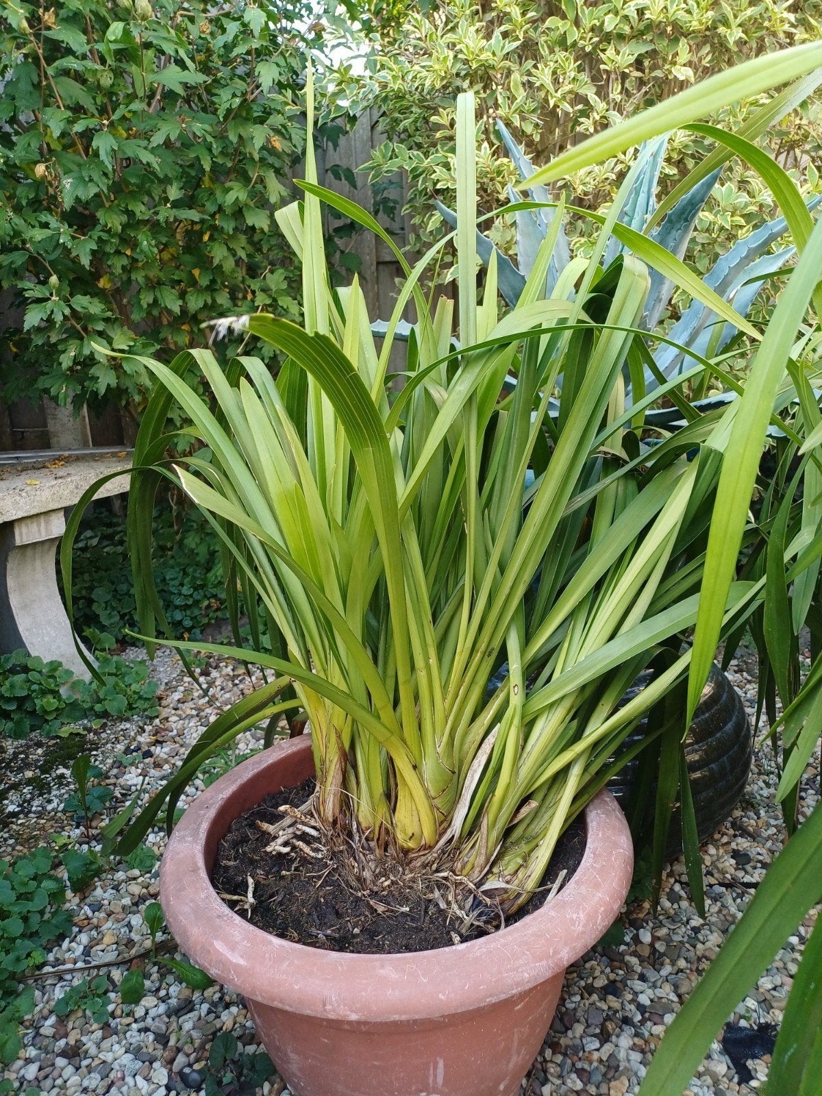 Cymbidium orchidee - Grote pot met bloeiende plant, Vaste plant, Halfschaduw, Winter, Ophalen
