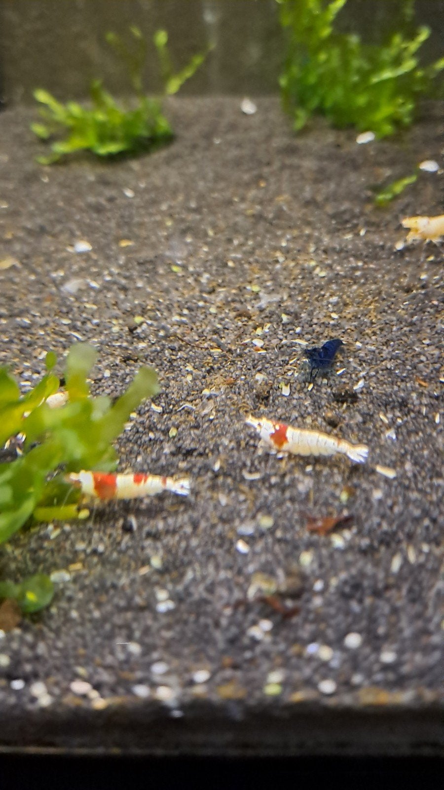 crystal red prl op kraanwater, Dieren en Toebehoren, Kreeft, Krab of Garnaal