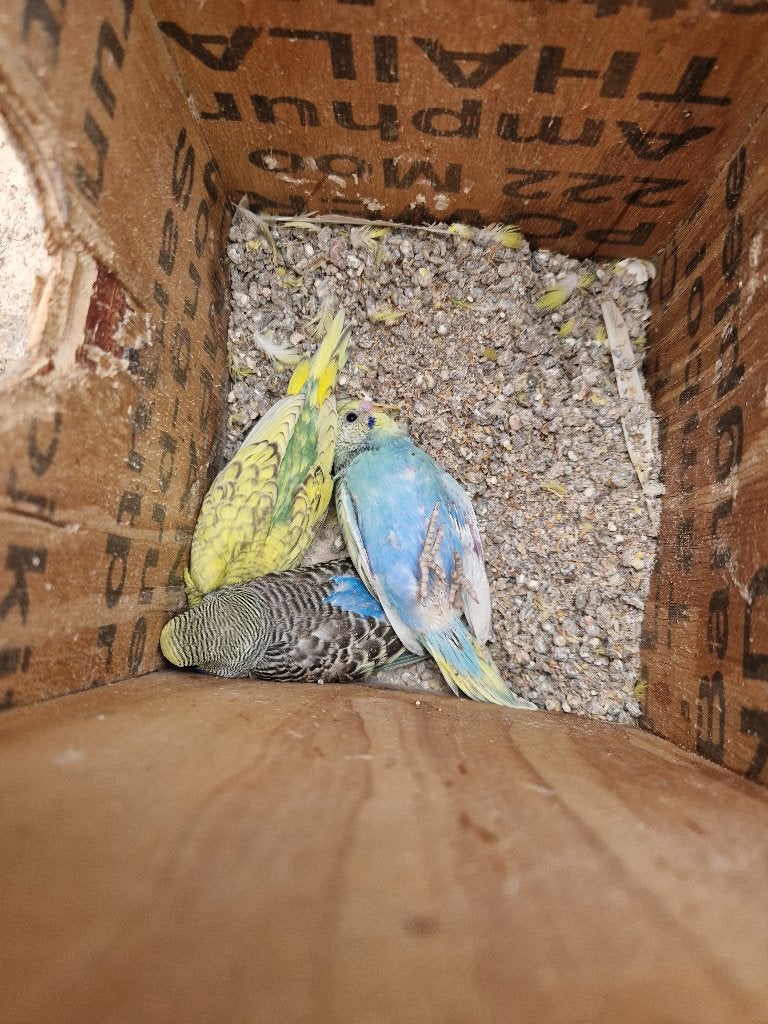 4 Jonge grasparkieten natuurbroed in buiten voilere,13-8-26., Dieren en Toebehoren, Meerdere dieren, Parkiet