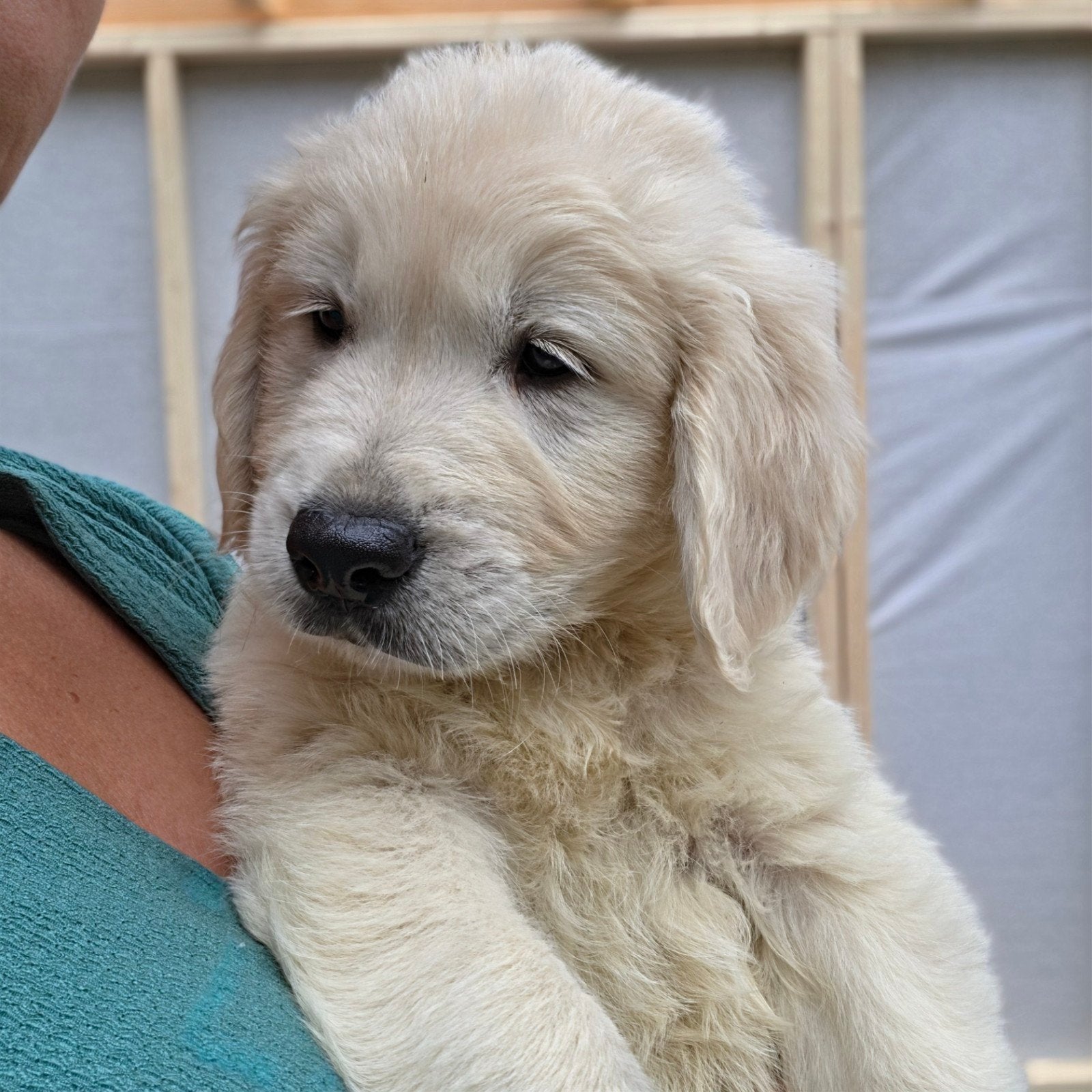 Prachtig golden retriever pups, Golden retriever, 8 tot 15 weken, Parvo, Meerdere dieren