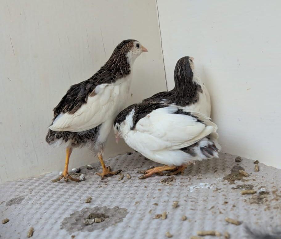 Diverse soorten kwartels., Dieren en Toebehoren, Pluimvee