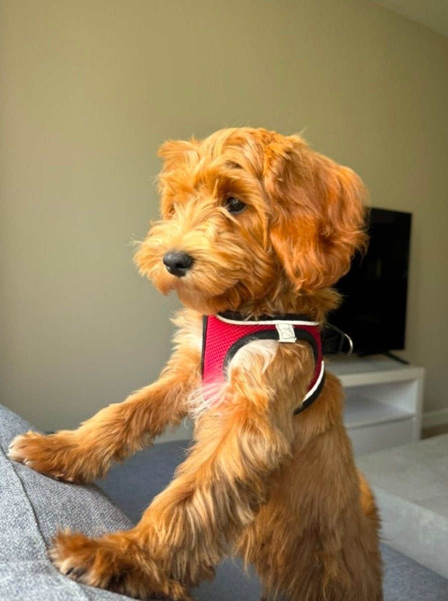 Lieve, sociale Maltipoo pup van 4 maanden incl. spullen., Dieren en Toebehoren, 15 weken tot 1 jaar, Overige rassen, Teef, Eén hond